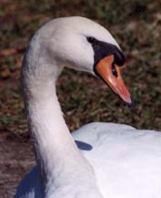Mute Swan's normal eye