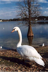 English Mute Swan