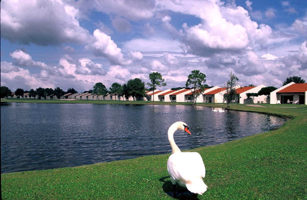 Swans at Orange Lake Resort 
