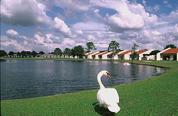Swan, Orange Lake