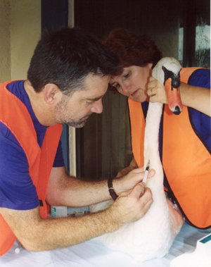 Vaccinating a swan