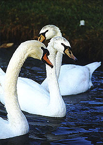 Adult English Mute Swan