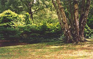 Heather Garden and birches
